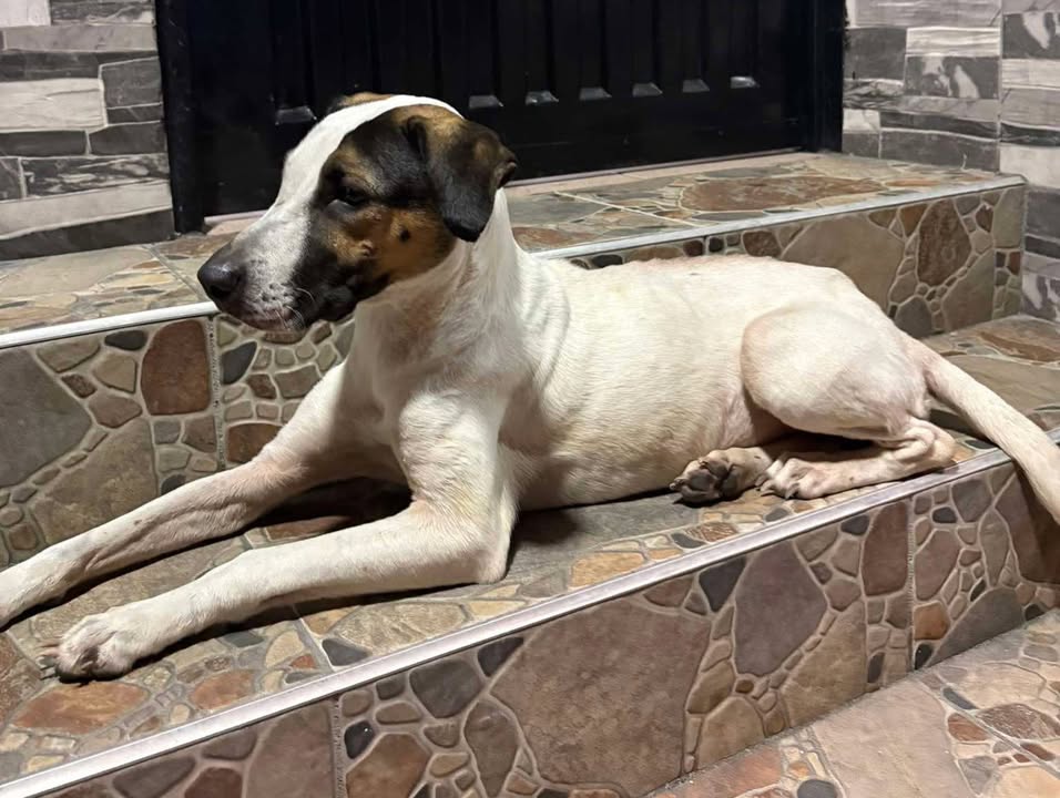 Perrita en adopción responsable en Risaralda 