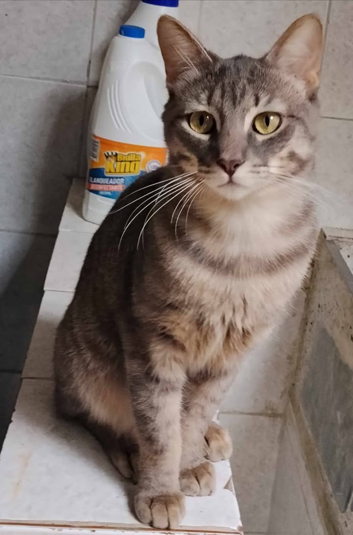 Gaticas en adopción en Risaralda 