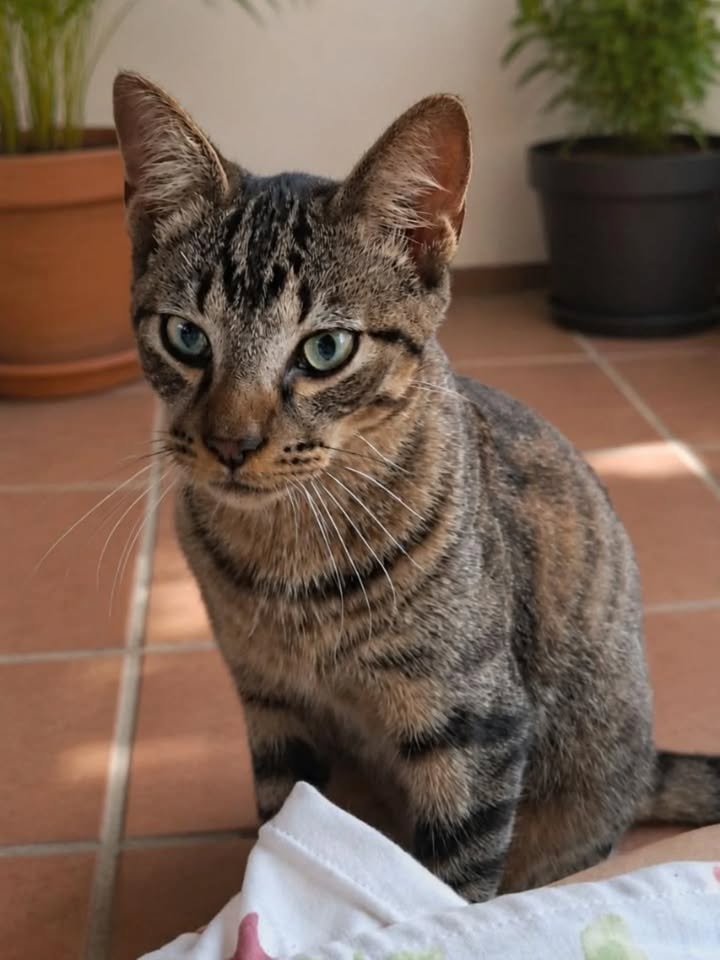 Gato Macho de 6 meses en adopción en Pereira 
