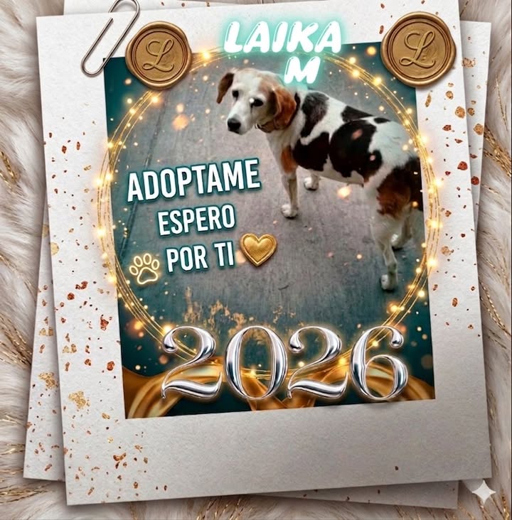 Adopta a Laika, una perra mestiza en Bogotá 