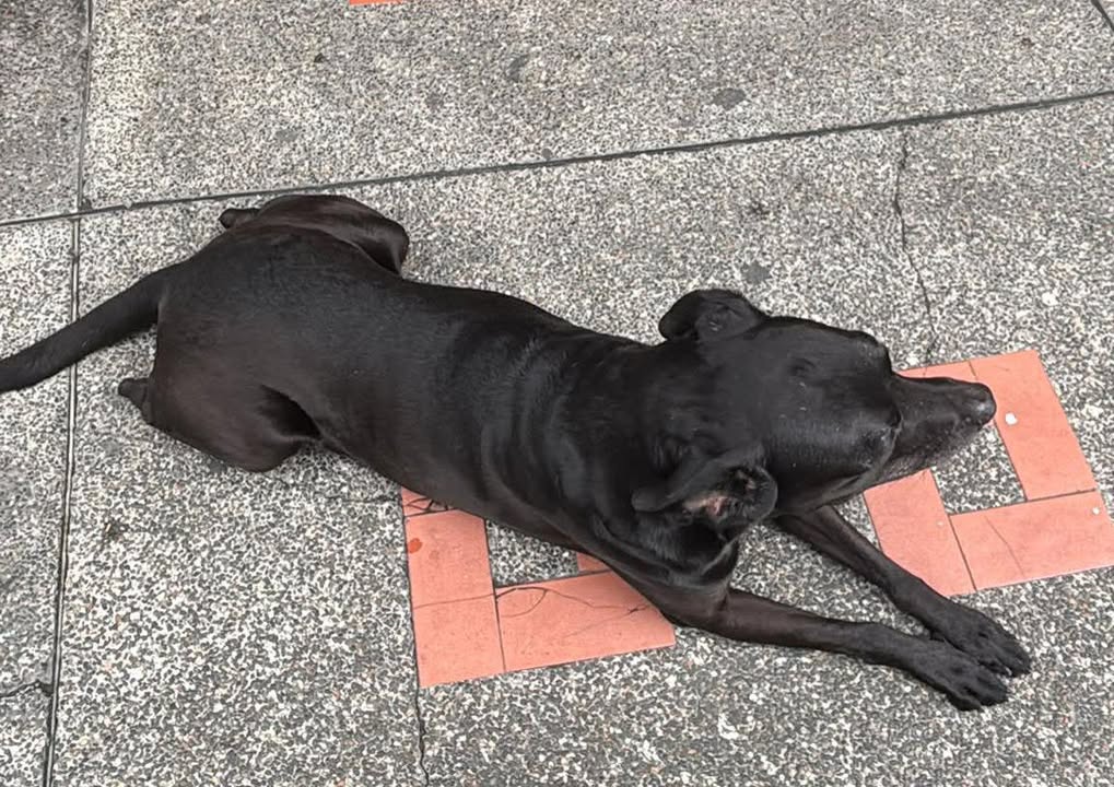 Perrito Negro Encontrado en Hospital San Jorge, Risaralda 