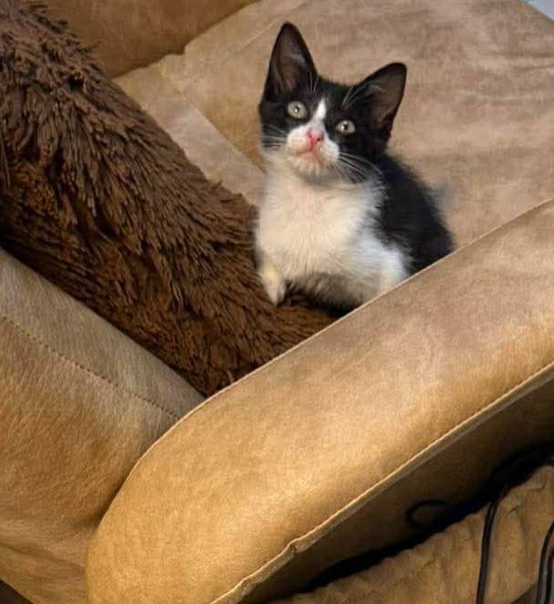Gatitos en adopción en Risaralda 