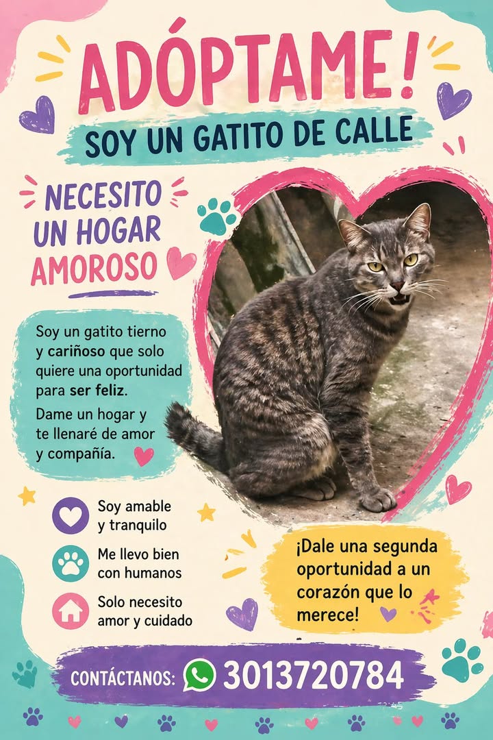 Adopta un Gatito de Calle en Bogotá 