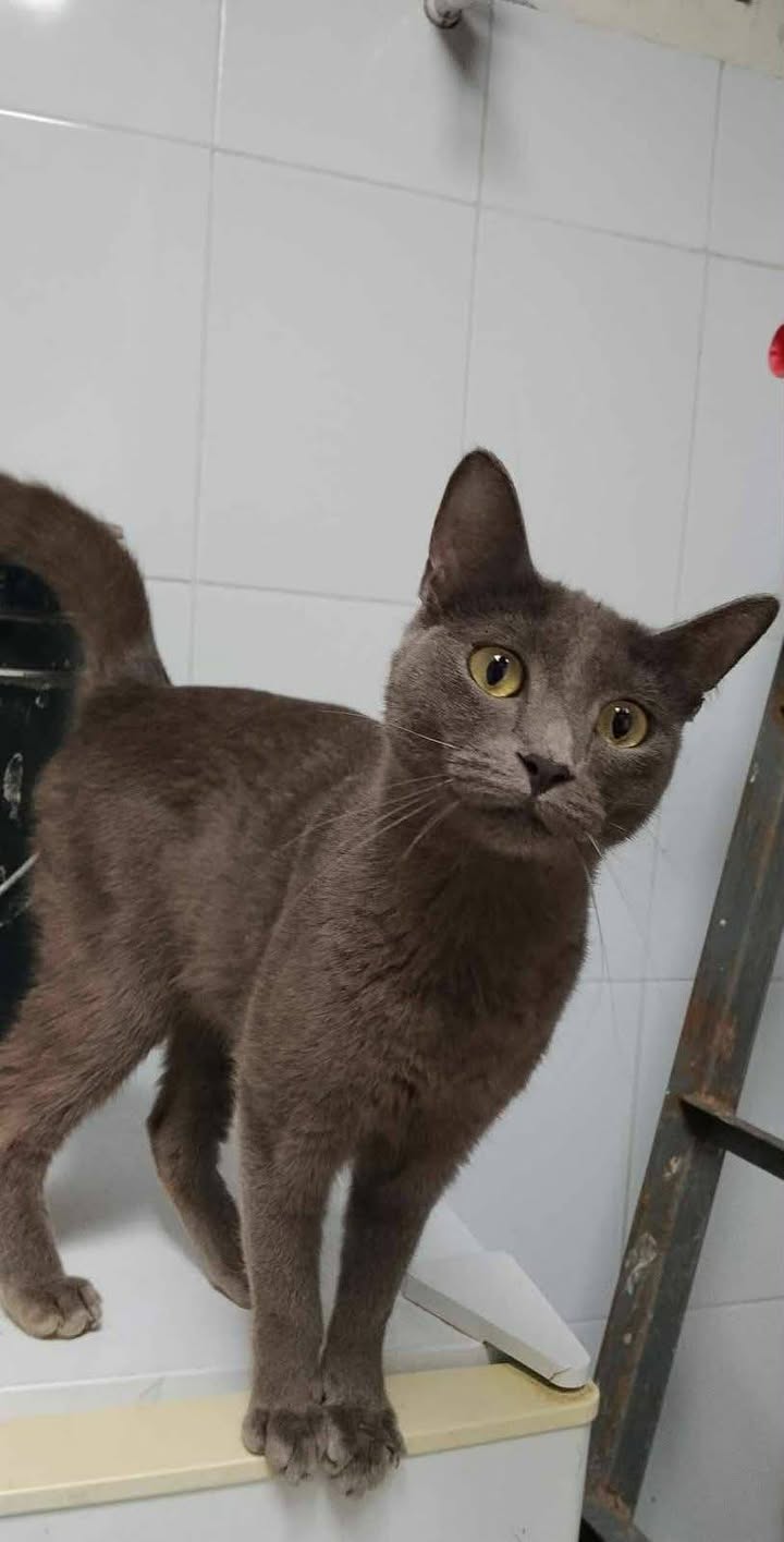 Gaticas en adopción en Risaralda 