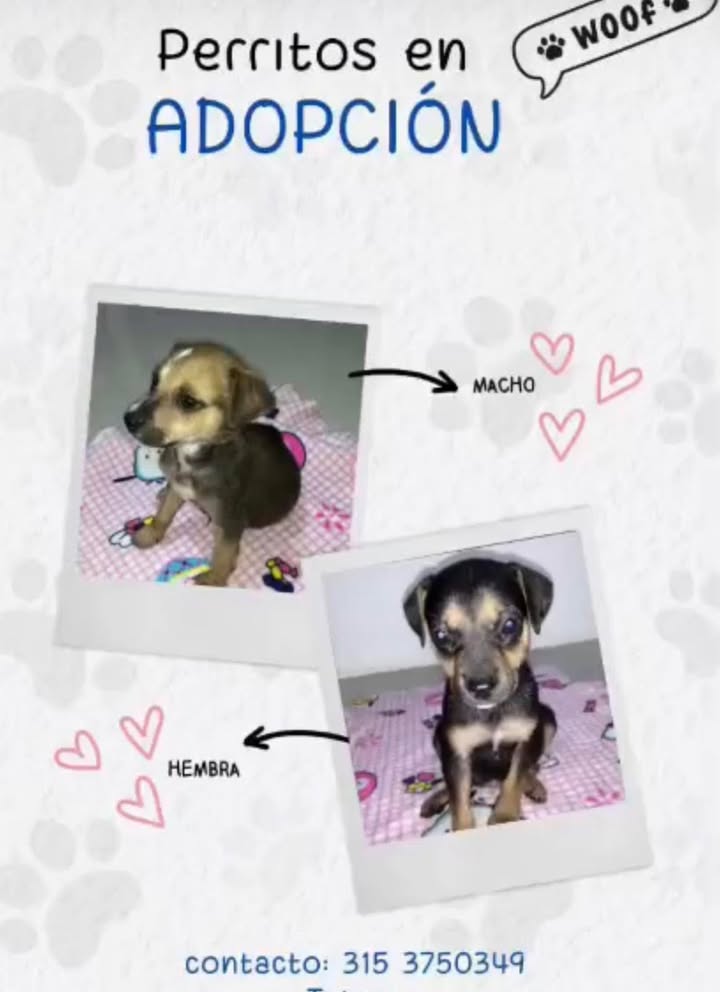  Perritos en adopción en Risaralda 
