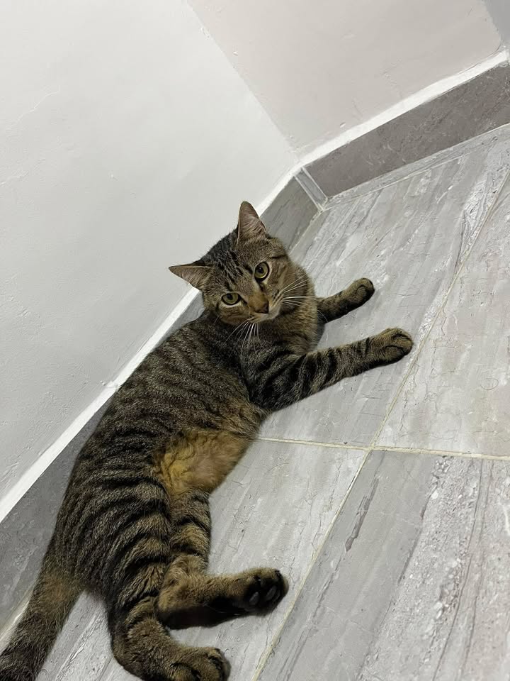 Gatico en adopción responsable en Risaralda 