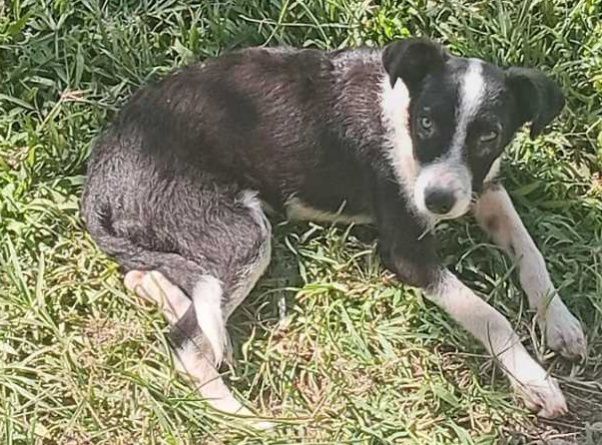 Adopción de Perrita en Risaralda 