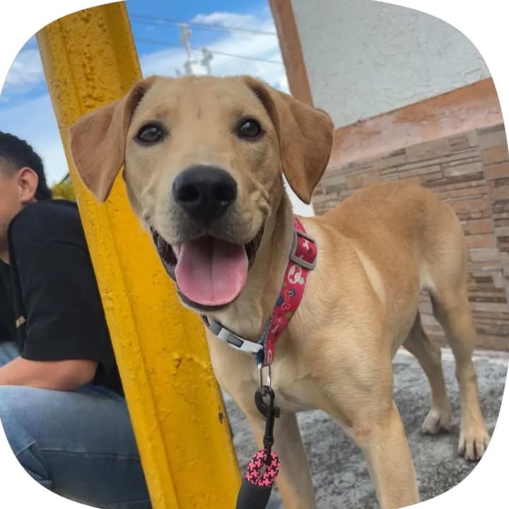 Perra en adopción en Risaralda 