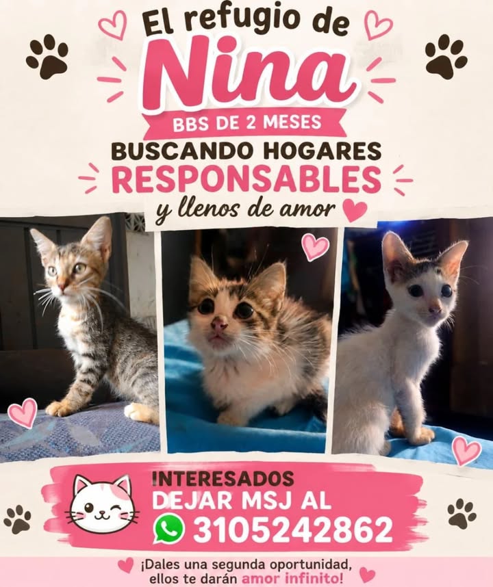Adopción de gatita Nina en Risaralda 