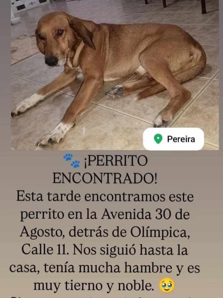 Perrito encontrado en Risaralda: busca a su dueño 