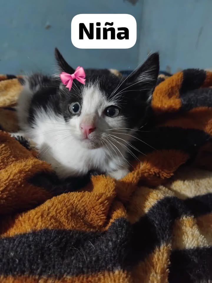 Adopta gatito blanco de ojos azules en La Victoria, Valle 