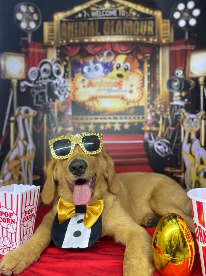Perro Golden Retriever en adopción en Risaralda 