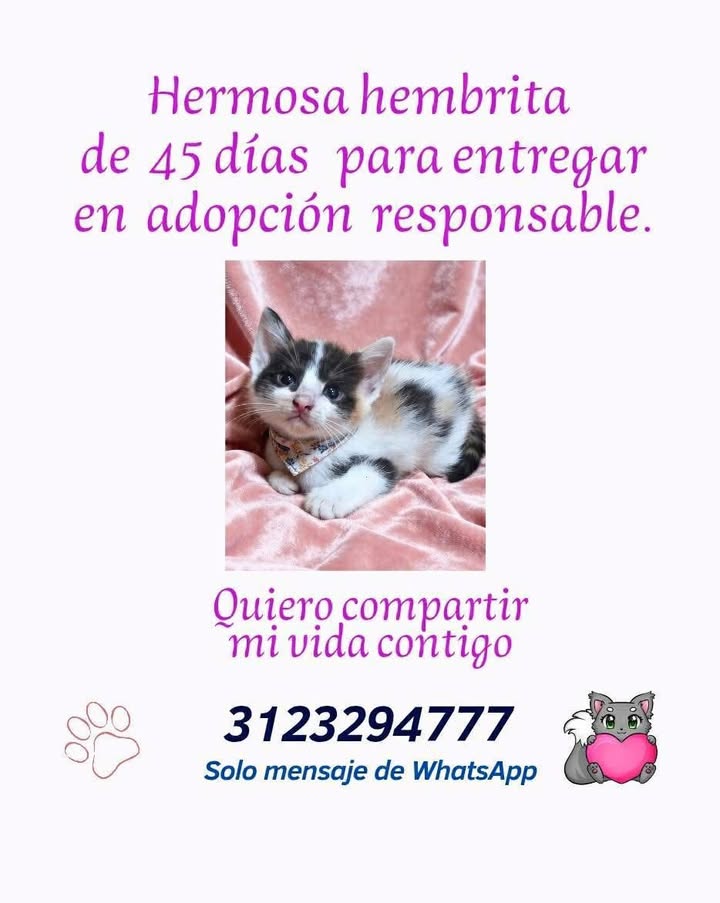 Gatita en adopción responsable en Risaralda