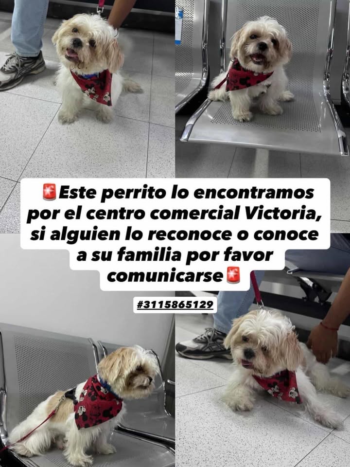 Perro encontrado en centro comercial Victoria 