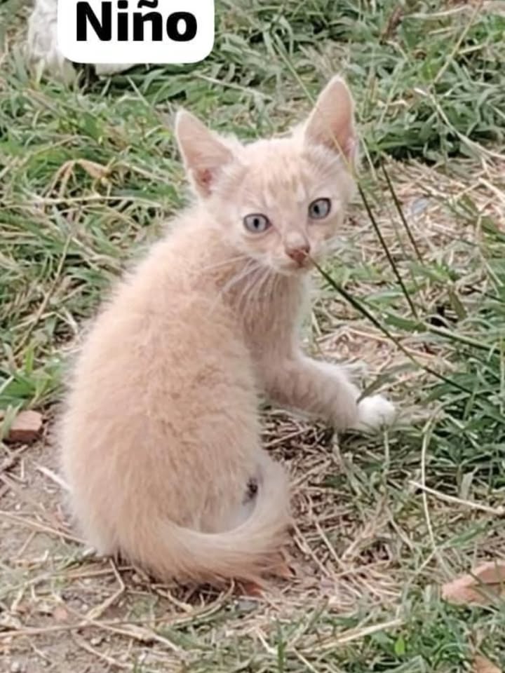 Adopta gatito blanco de ojos azules en La Victoria, Valle 