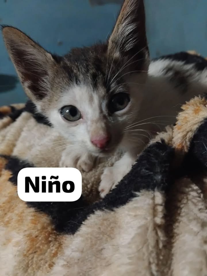 Adopta gatito blanco de ojos azules en La Victoria, Valle 