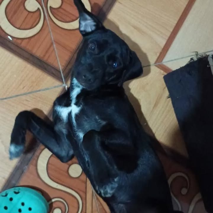 Cachorra negra busca hogar en Risaralda 