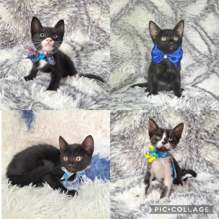Cachorros machos en adopción en Risaralda 