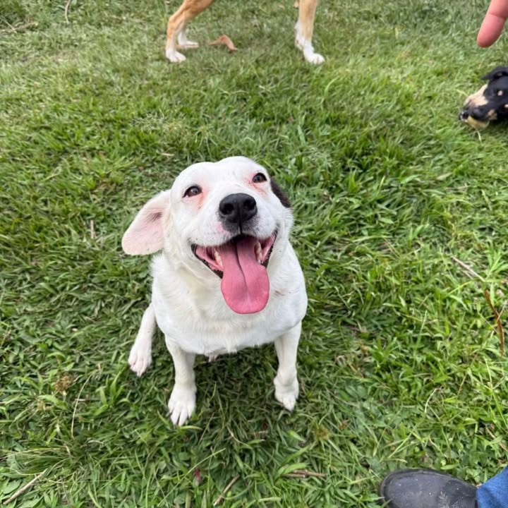 Perra joven noble y tierna busca hogar responsable en Risaralda 