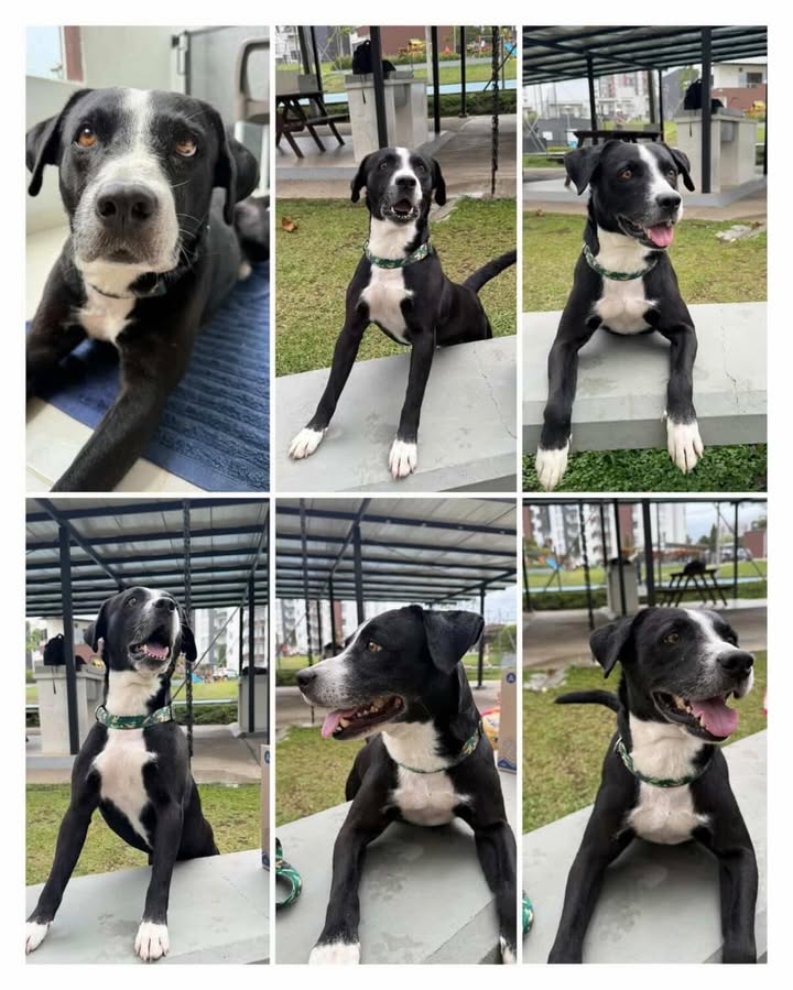 Perrito negro y blanco encontrado en Dosquebradas, Risaralda 