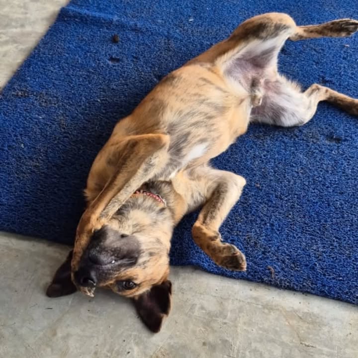 Adopta a Nilo: Perro juguetón y noble busca hogar en Risaralda 