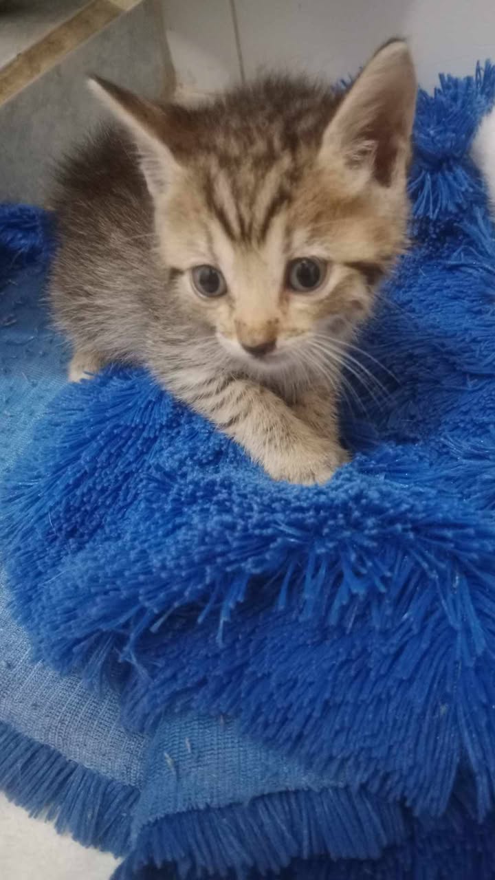 Gatitos en Adopcion en Risaralda 