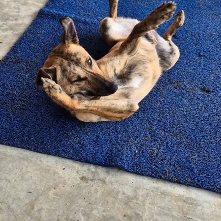 Adopta a Nilo: Perro juguetón y noble busca hogar en Risaralda 