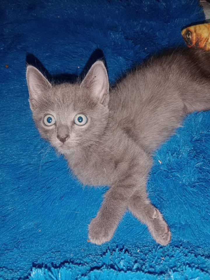 Gatitos en Adopcion en Risaralda