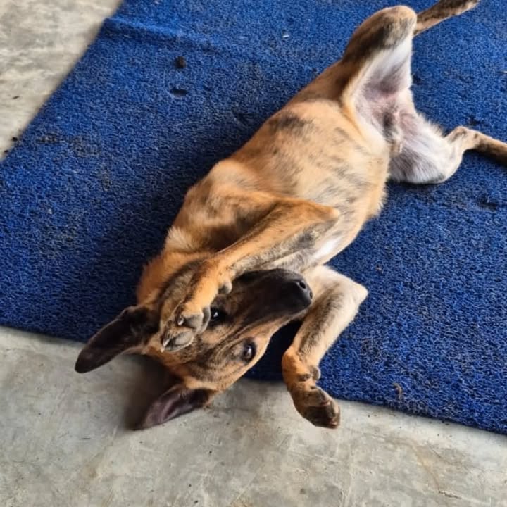 Adopta a Nilo: Perro juguetón y noble busca hogar en Risaralda 