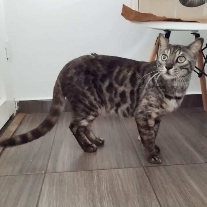 Gato en adopción en Risaralda, Colombia