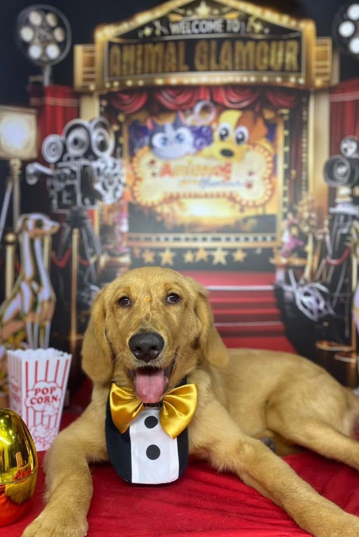 Perro Golden Retriever en adopción en Risaralda 