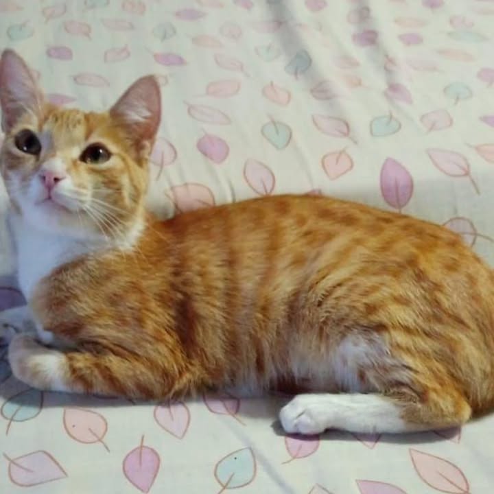 Gatita anaranjada de 5 meses busca hogar en Risaralda 