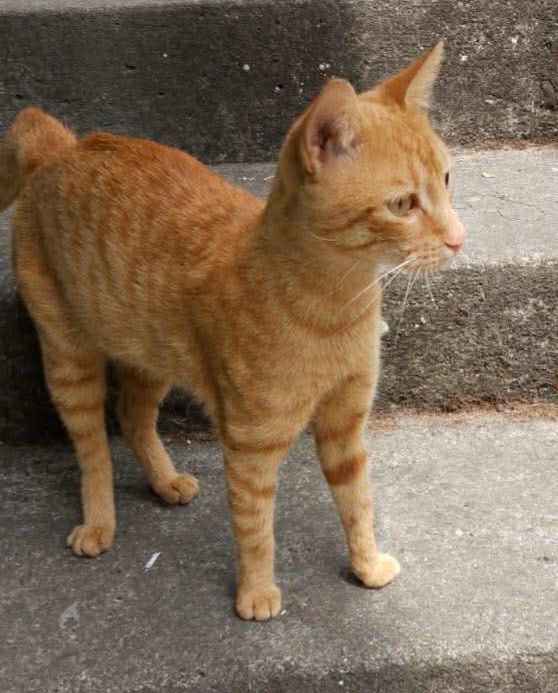 Gatica en busca de hogar responsable y amoroso 