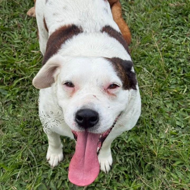 Perra joven noble y tierna busca hogar responsable en Risaralda 