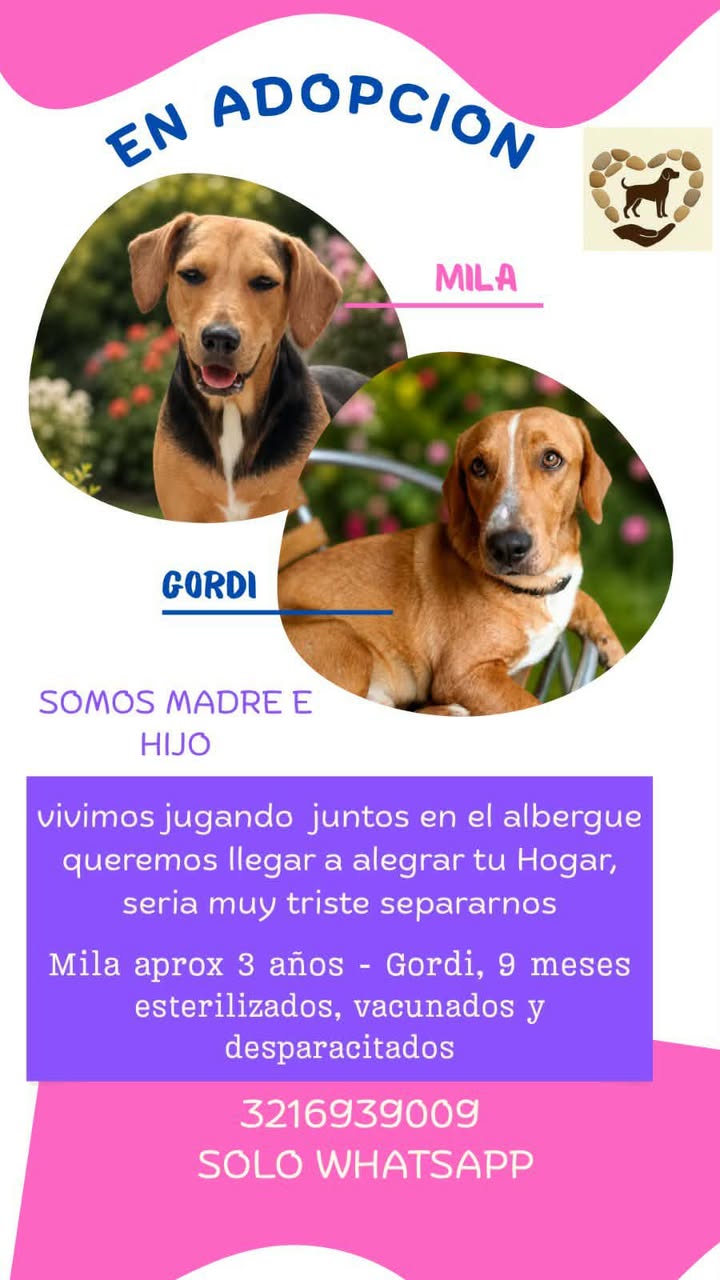Adopción de perros: Madre e hijo disponibles 
