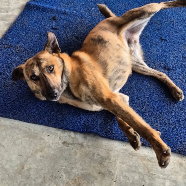 Adopta a Nilo: Perro juguetón y noble busca hogar en Risaralda 