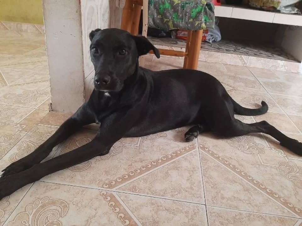 Adopción de perra grande, noble y cariñosa en Risaralda 