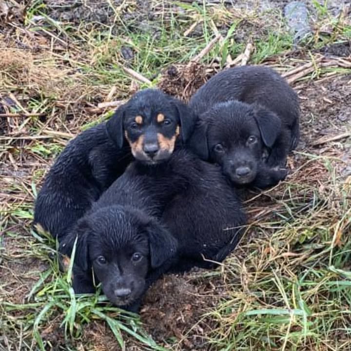 Cachorros en adopción en Risaralda, Colombia 