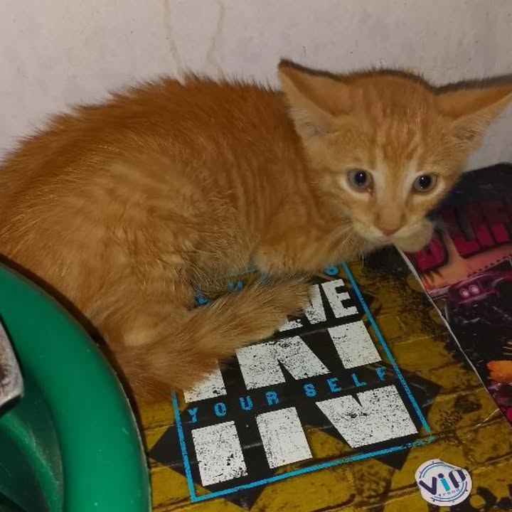 Gatito Naranja en Adopción - Pereira 