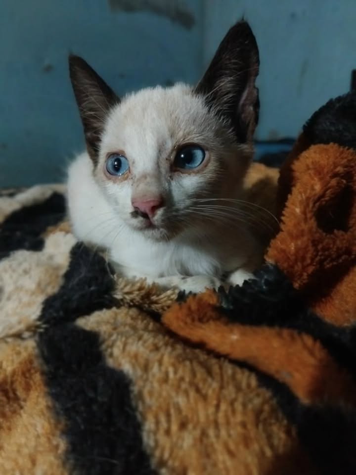 Adopta gatito blanco de ojos azules en La Victoria, Valle