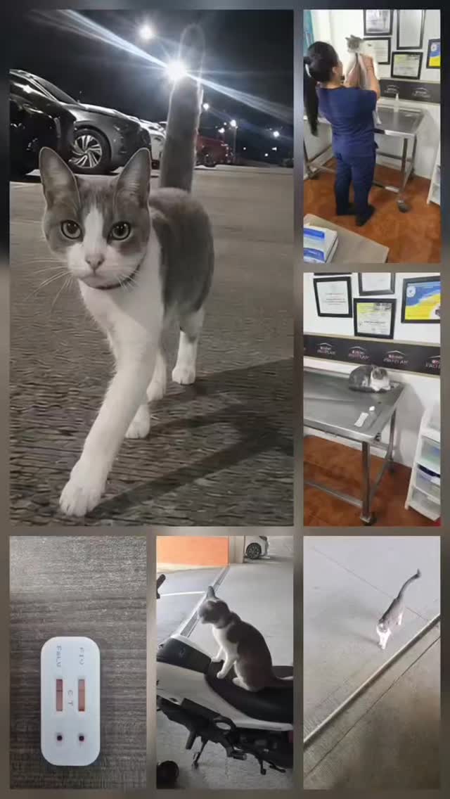 Gato abandonado en Villa Palma, Risaralda busca hogar 