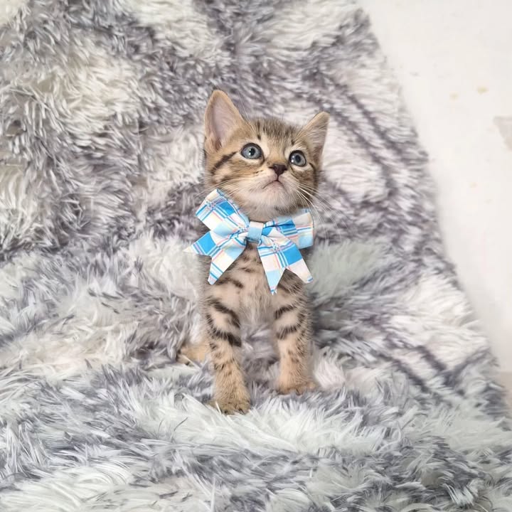 Adopción responsable de gatitos rescatados en Risaralda 