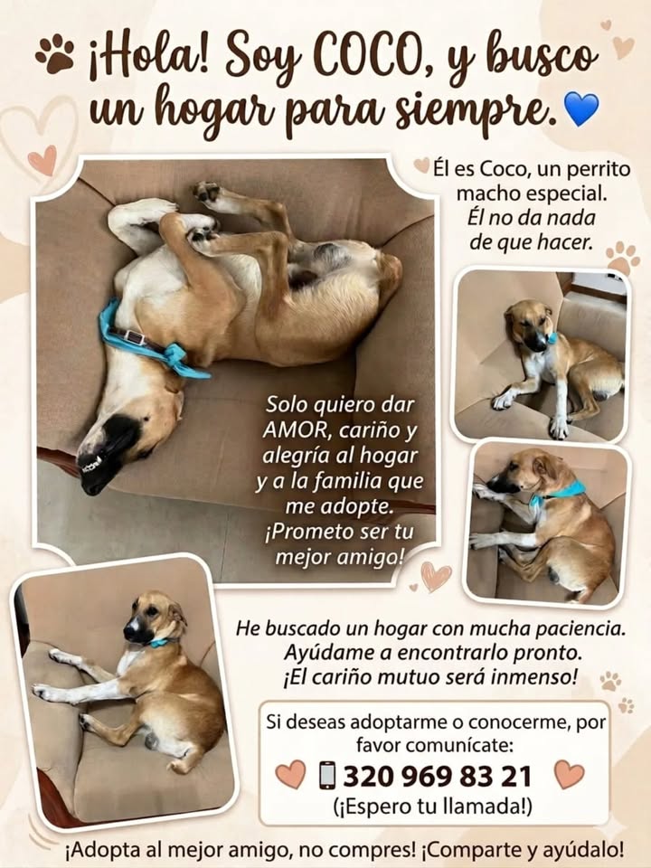 Adopta a Coco, un perro especial en Risaralda 