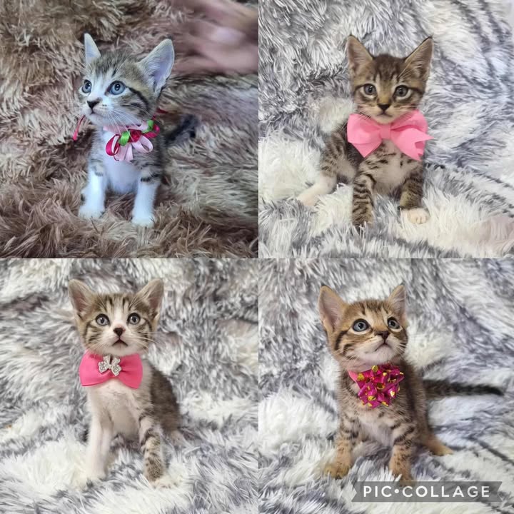 Adopta gatitas en Risaralda 