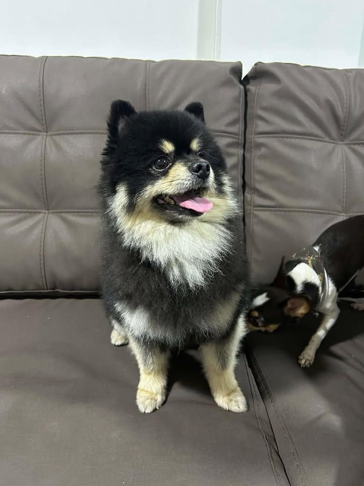 Perro encontrado en Dosquebradas, Risaralda 