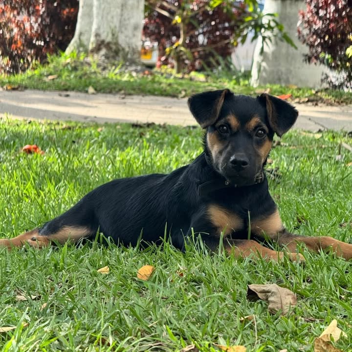 Cachorro de 6 meses en adopción 