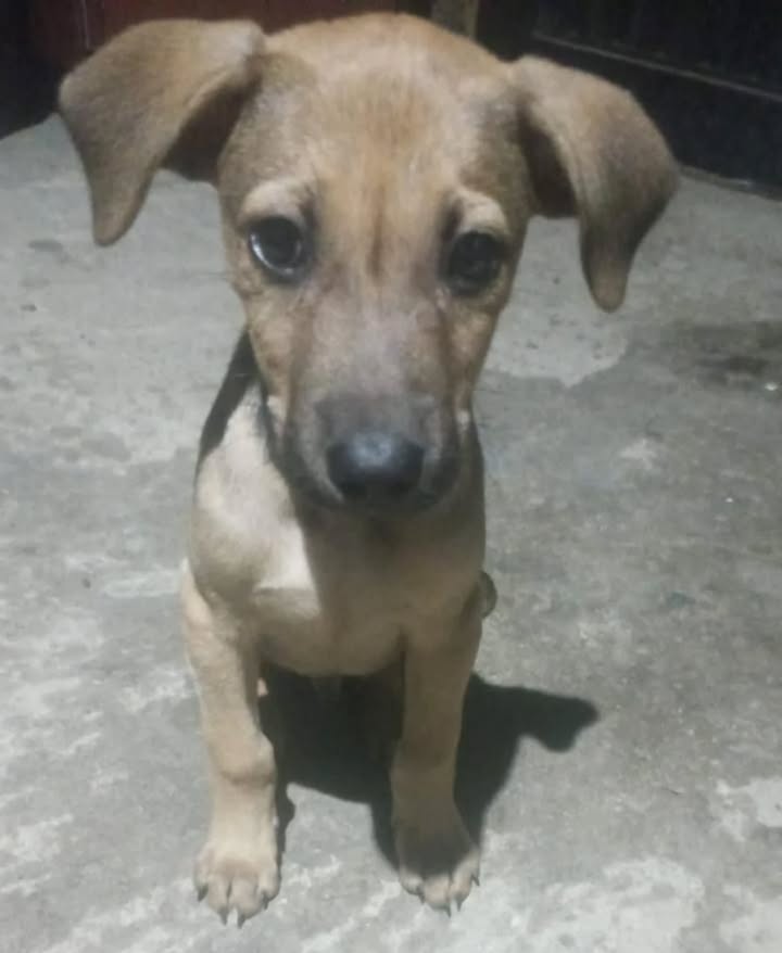 Adopción de Perro en Pereira 