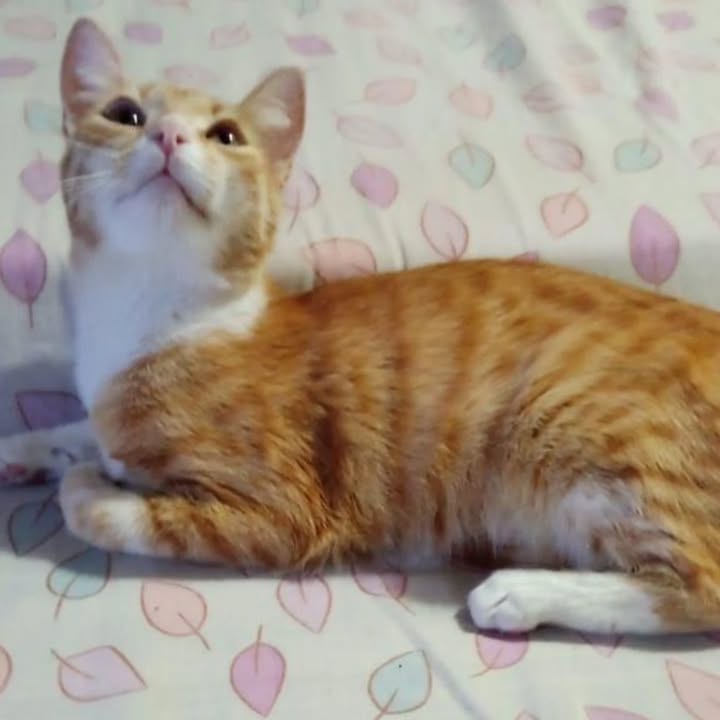 Gatita anaranjada de 5 meses busca hogar en Risaralda 
