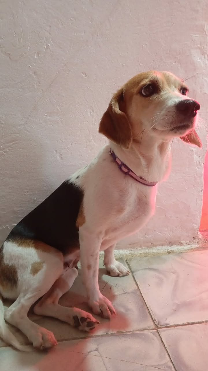 Perra Beagle encontrada en Vía Armenia, Risaralda 