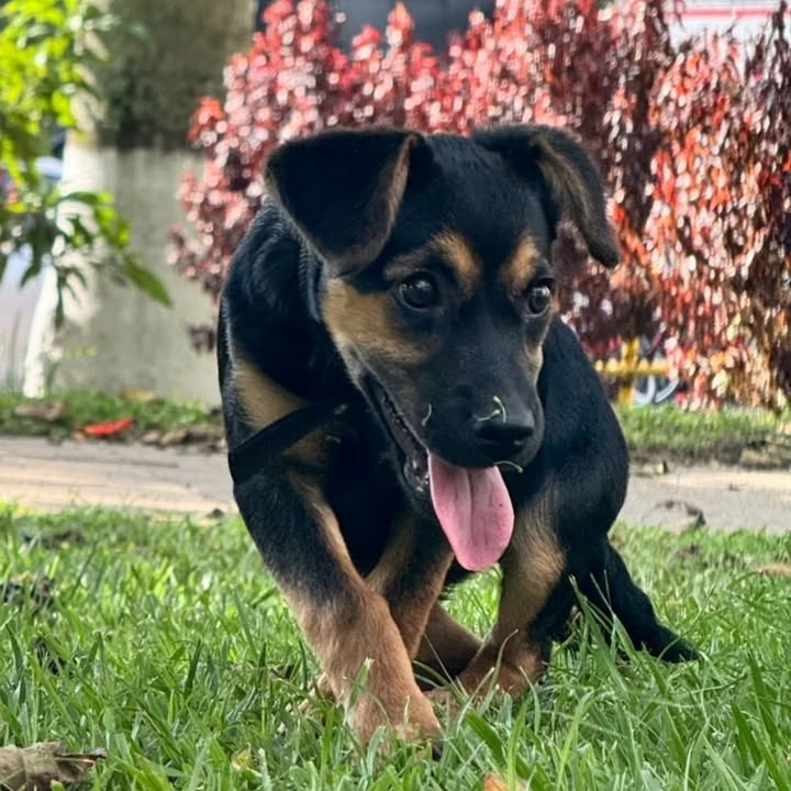 Cachorro de 6 meses en adopción 